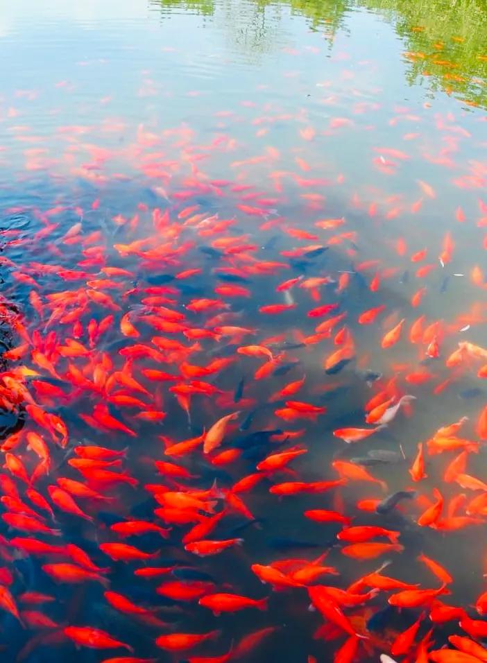 杭州西湖照片,杭州西湖旅游攻略