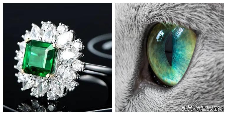 俄罗斯蓝猫法国蓝猫英国蓝猫,欧系俄罗斯蓝猫