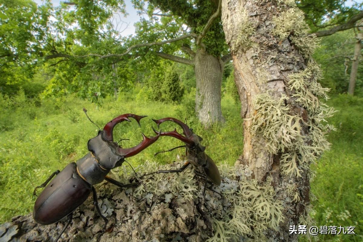 两只松鼠的爱：赢得2021年度特写摄影师挑战赛