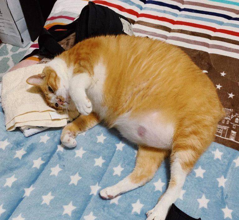 猫咪哪些表现表示过得很幸福,猫咪有哪种表现说明它很幸福