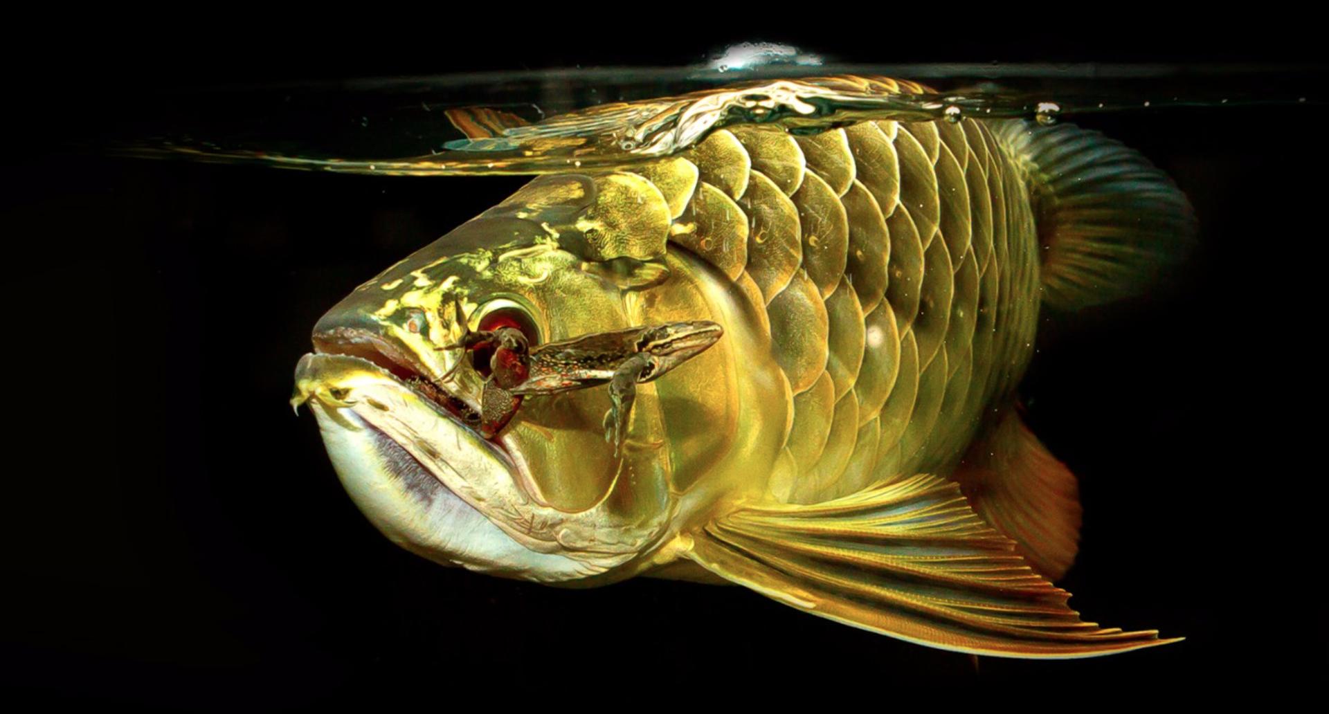 龙鱼挑食饿多久,龙鱼不进食的常见病