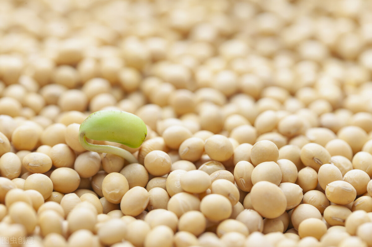 在水里浮起来的豆子好还是坏呢,在水面上浮起来豆子叫什么豆