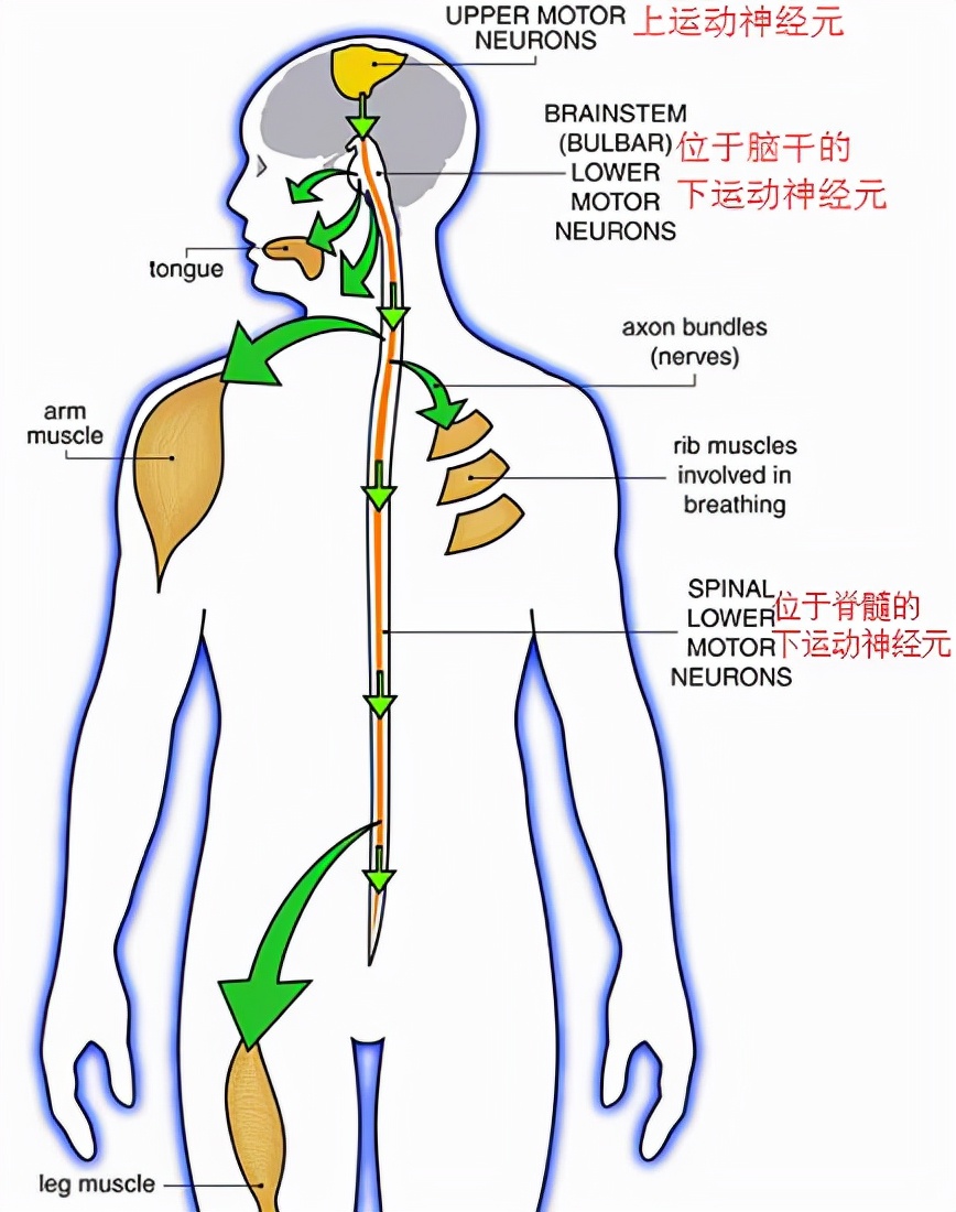 脸部肌肉痉挛怎么自我恢复,肌肉痉挛怎么消除最快