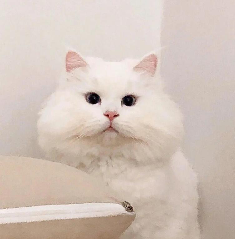 猫咪眼睛上面秃了怎么回事,猫咪眼睛上秃了是猫癣吗