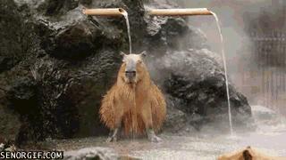 世界上最壮的牛照片,世界最壮的牛图片