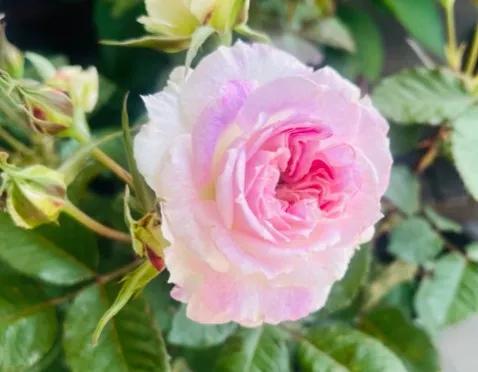 常见切花月季一览（45）