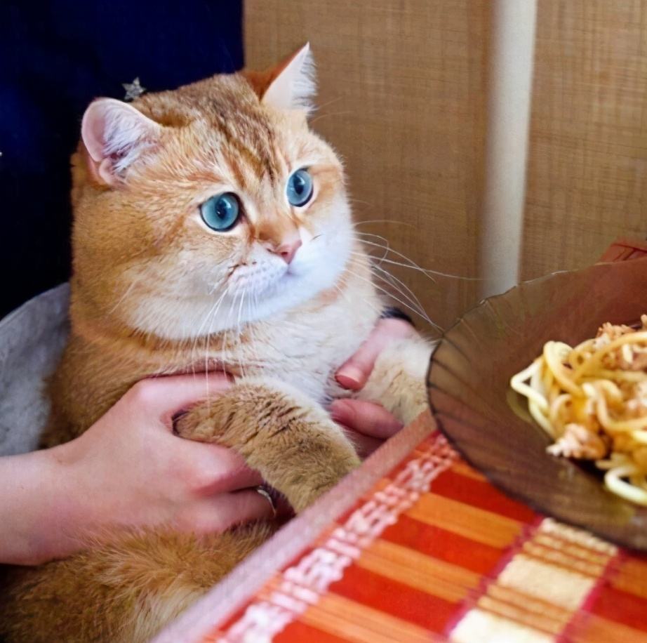 三种最不好养的宠物猫,千万不要养这三种宠物猫