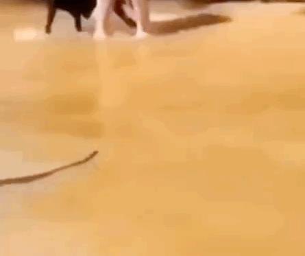 买爱马仕被看不起,花五十多万买爱马仕