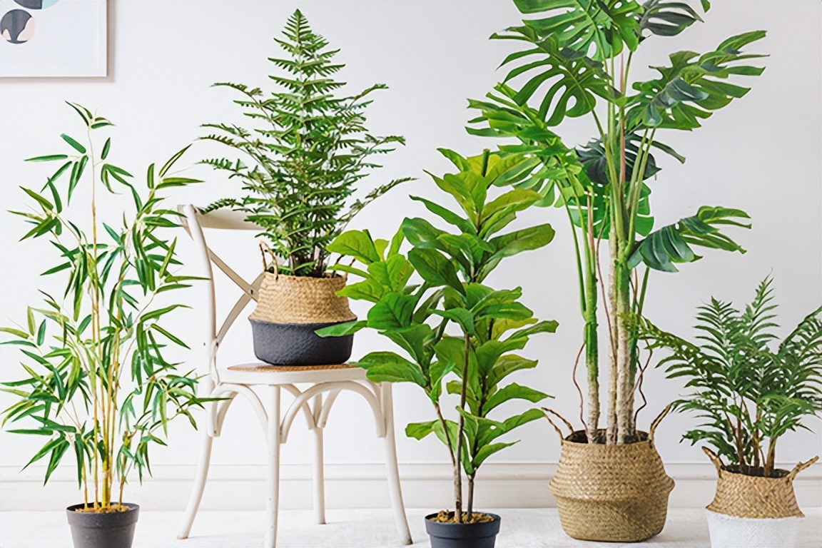 寓意吉祥的花镇宅最吉利的三种花,4种镇宅花家里养一棵霸气又镇宅