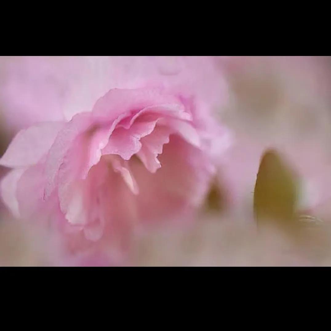 粉红色的回忆改编,粉红色的回忆