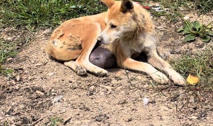 有人说这狗长了价值连城的狗宝，可网友看到，却直呼这只狗狗可怜