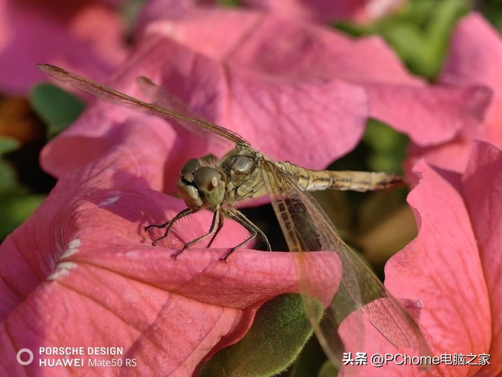 mate50rs保时捷微距真那么厉害吗,mate50保时捷最高支持超级微距