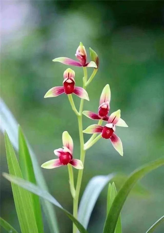 建兰的奇花有哪些,国兰第一红素兰花