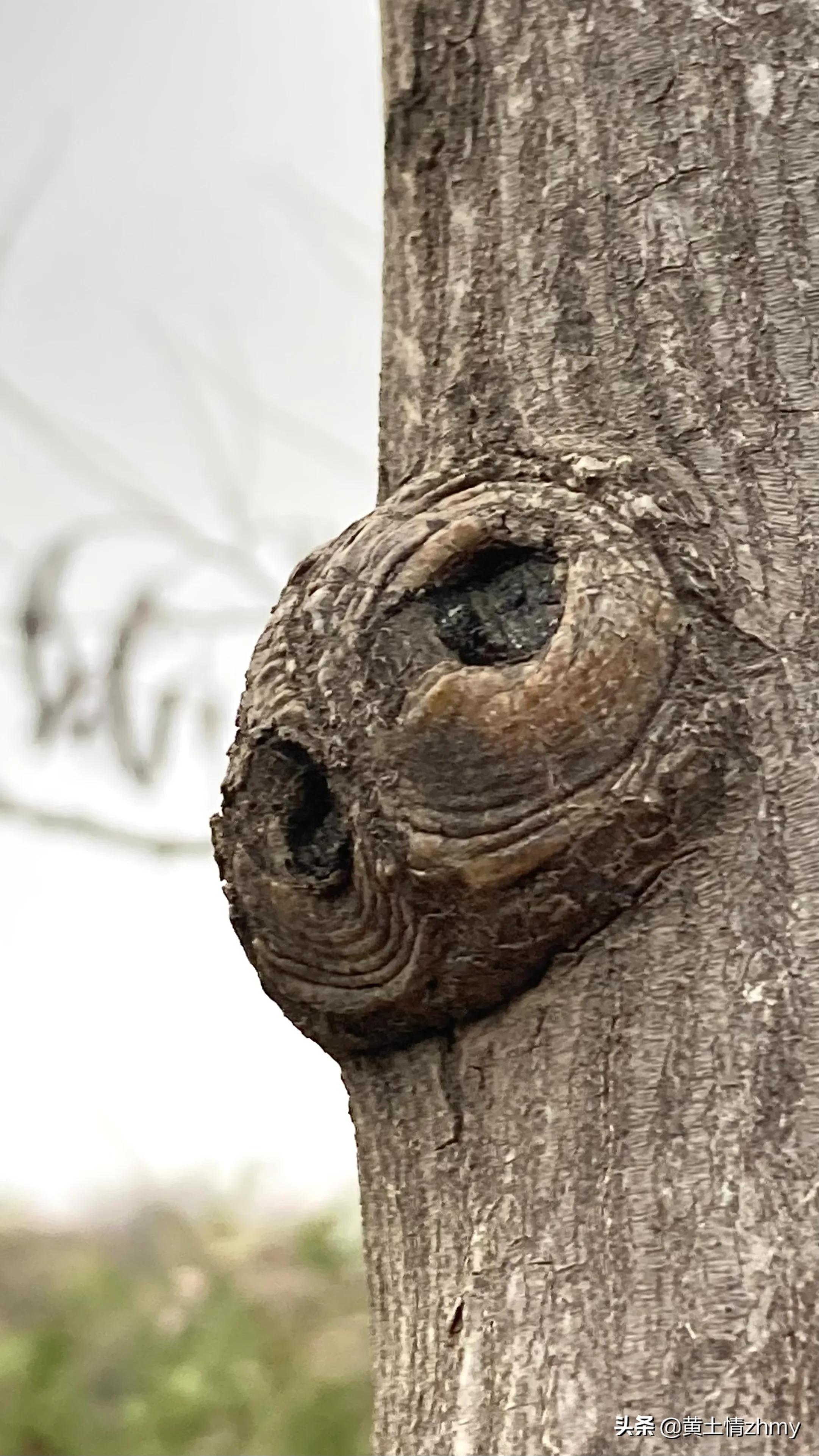木头瘤疤,奇特的树干造型