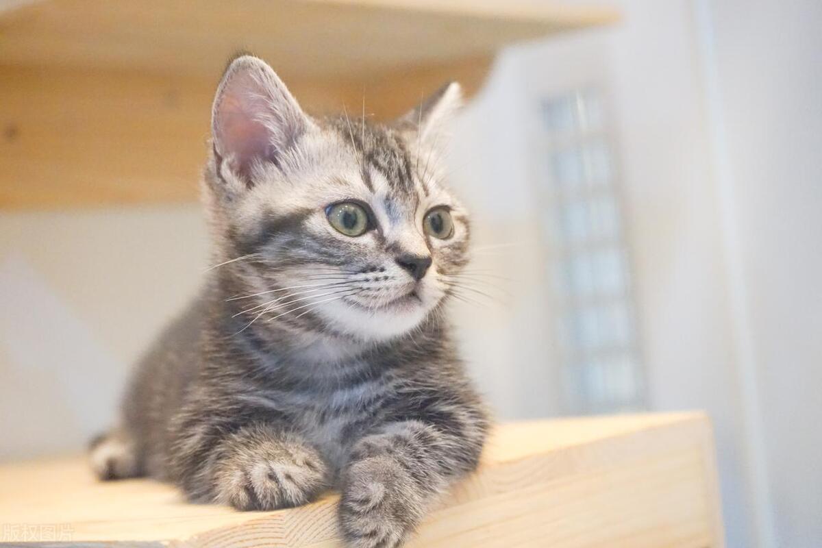 猫咪不小心粘到老鼠贴怎么洗掉,猫咪被粘苍蝇的胶粘到怎么洗掉