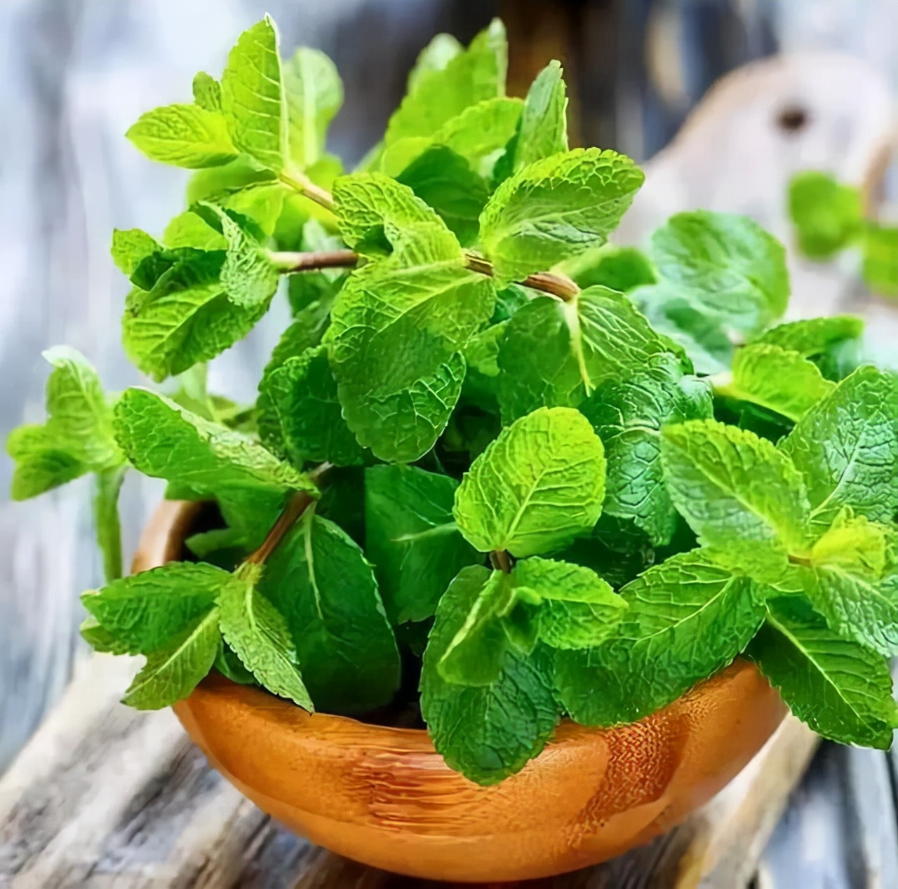 6种花适合养在卫生间吸潮气,家里有卫生间一定要养一盆