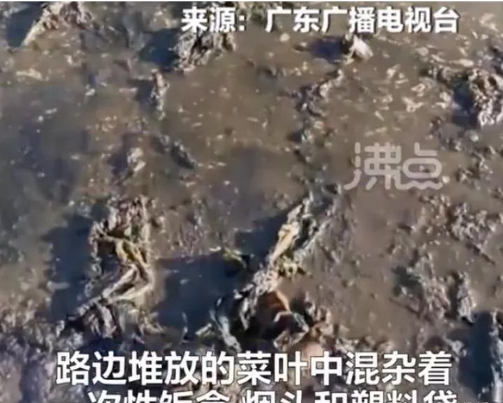 食品安全315橄榄菜,315食品曝光橄榄菜