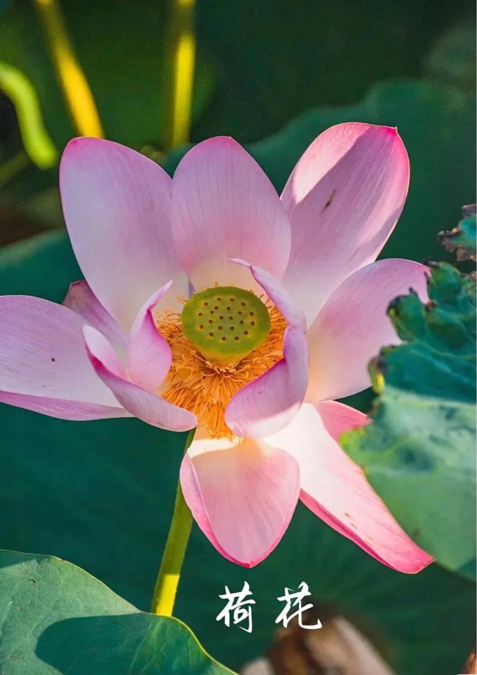 无穷莲叶，精彩纷呈