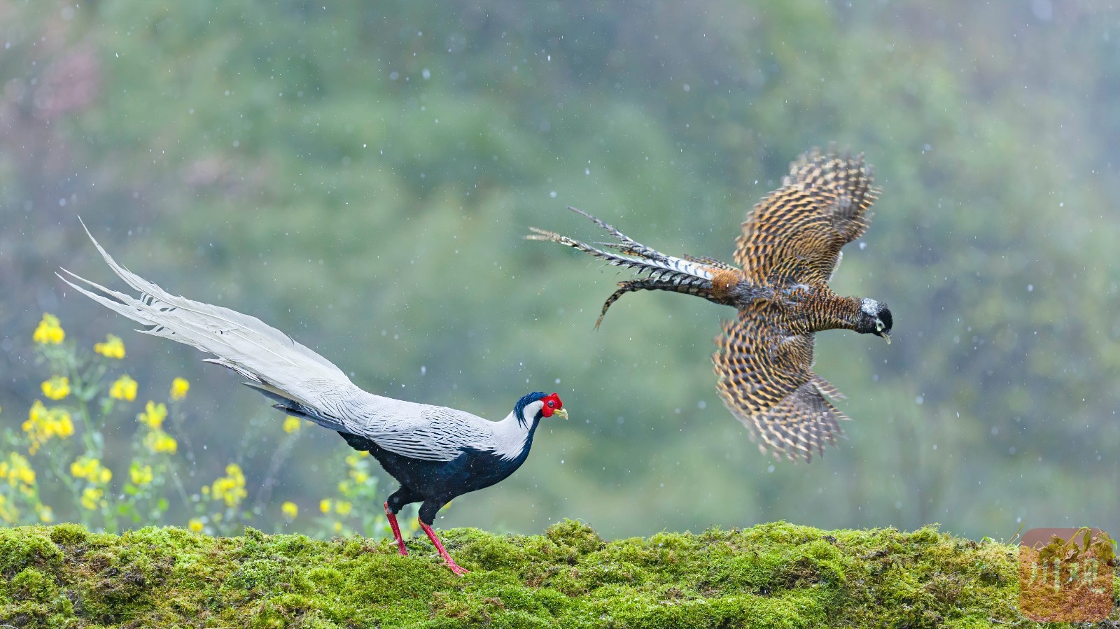 宜宾市屏山——鸟踏春色