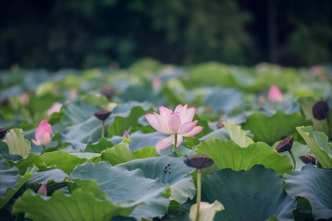 农历五月为何被称为毒五月,农历五月百病泛滥这些禁忌要知道
