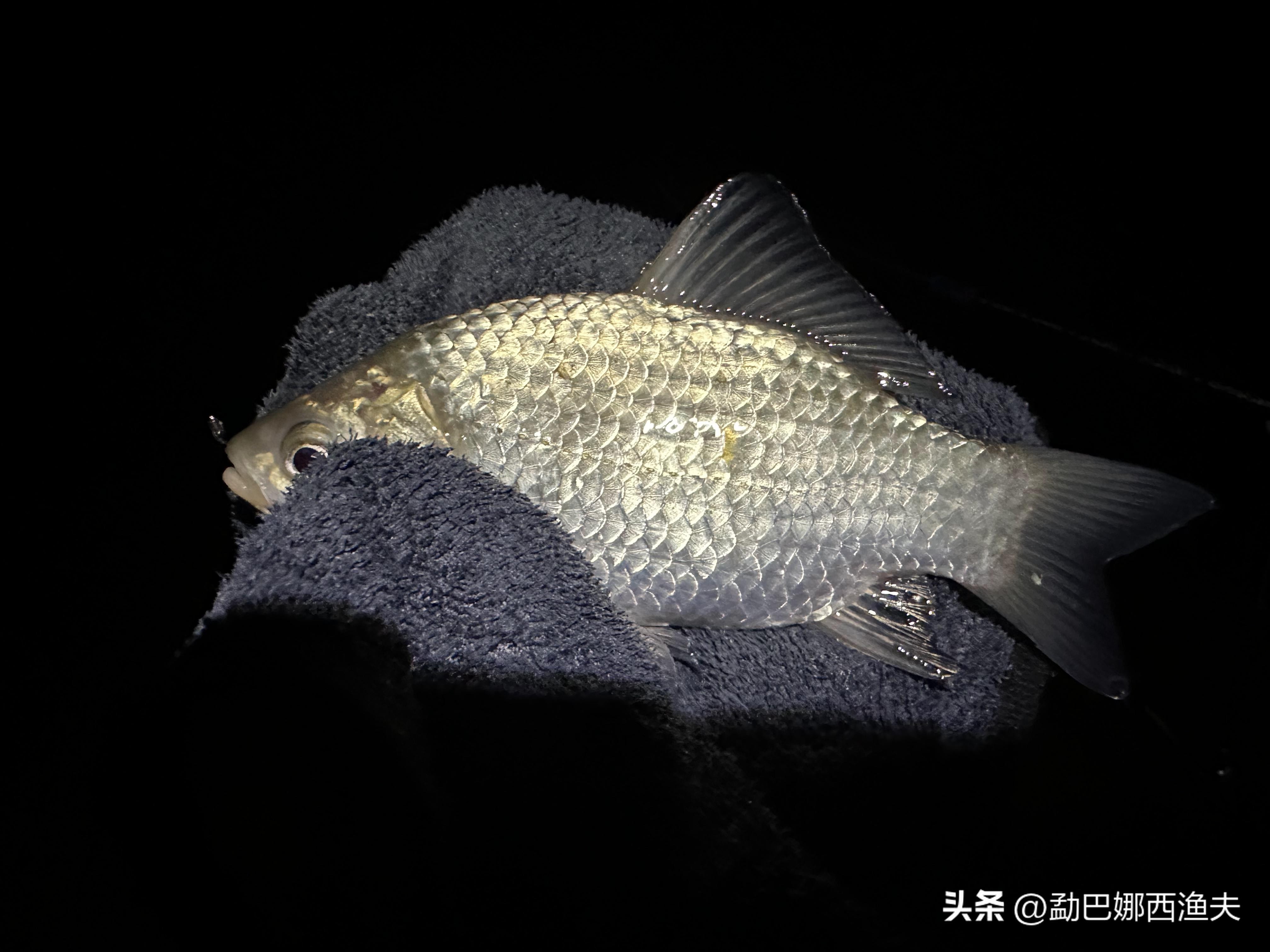 2020万峰湖野钓大罗非,万峰湖陇纳村野钓大罗非