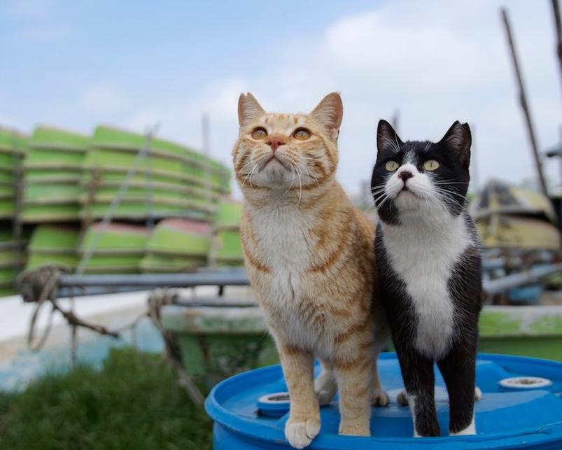 最简单的流浪猫图片大全,最美的一只流浪猫图片