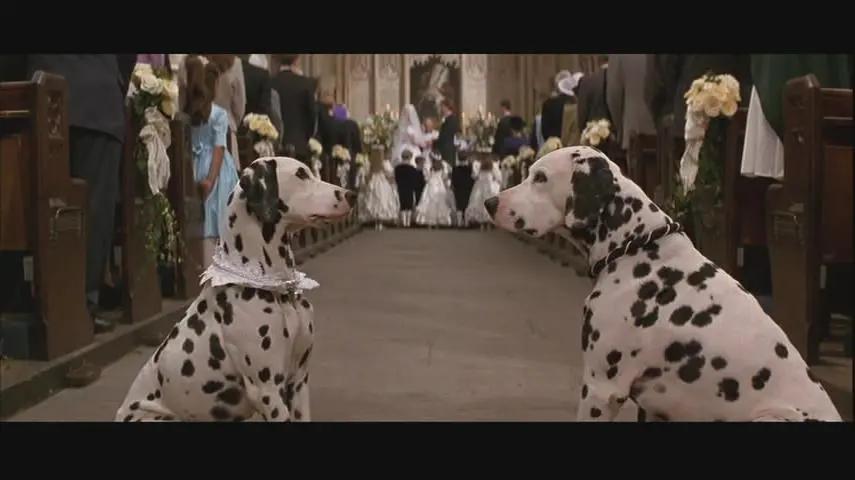 斑点狗的悲惨下场,最近很火的斑点狗