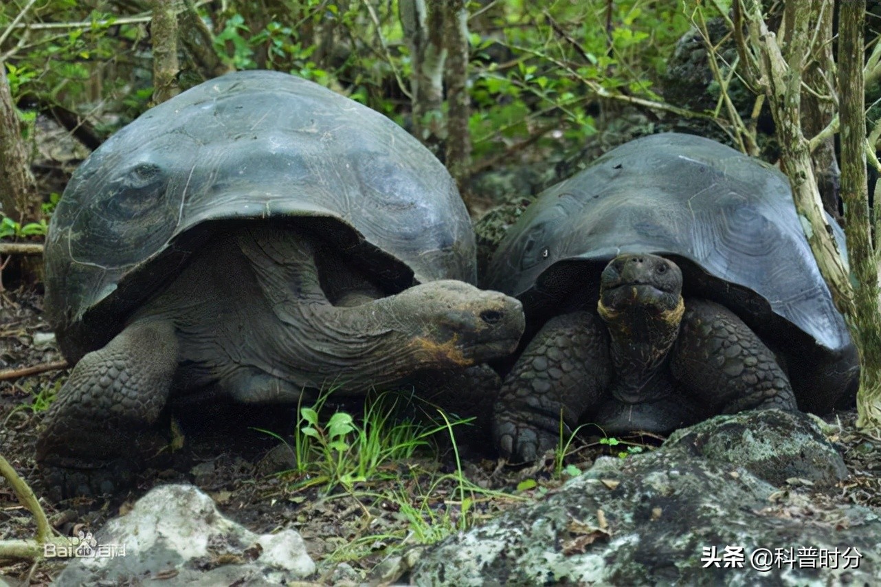25只已经灭绝的史前动物,已灭绝又复活的动物白鱀豚