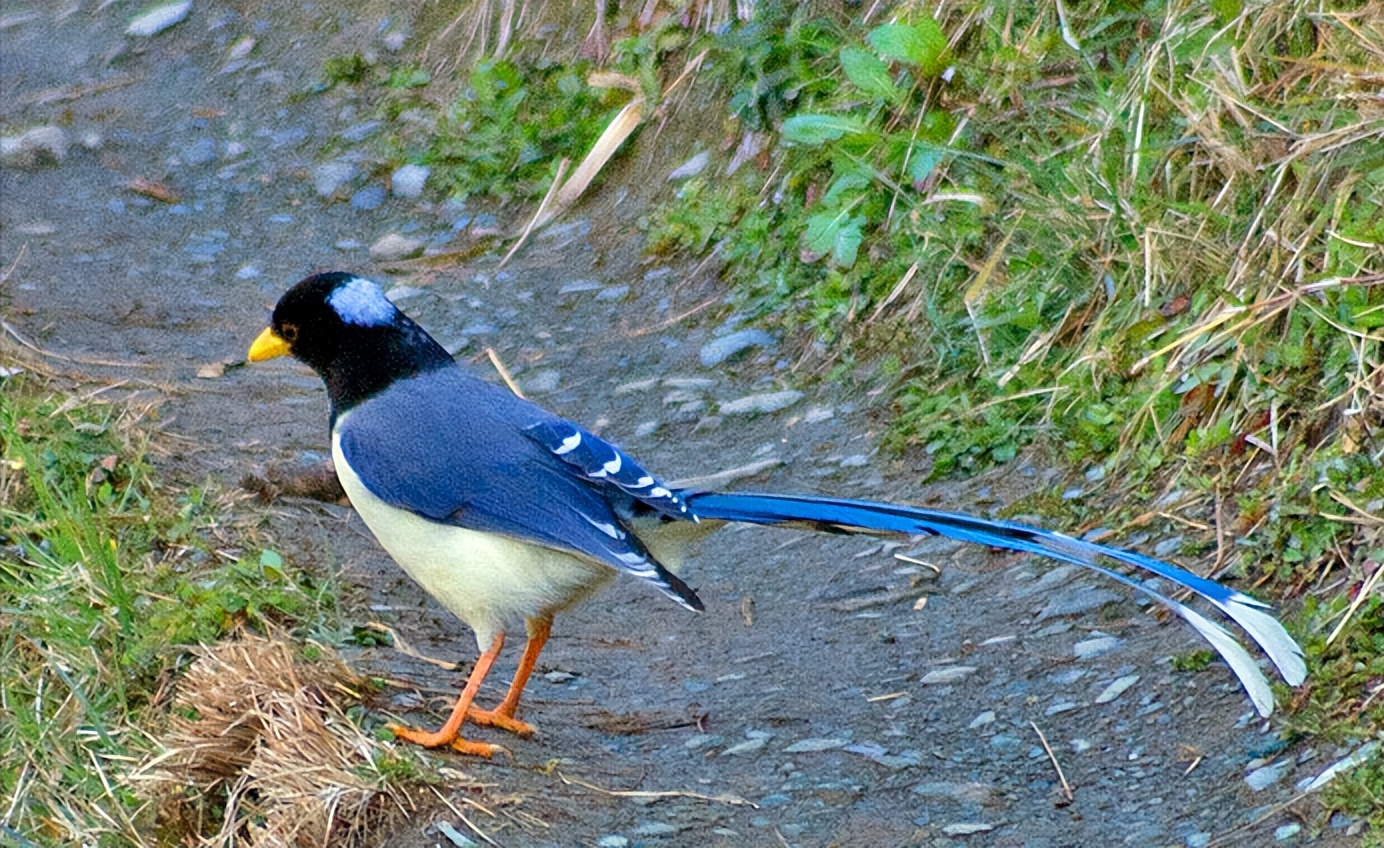 所有鸟图片大全大图,50张最佳鸟类摄影作品