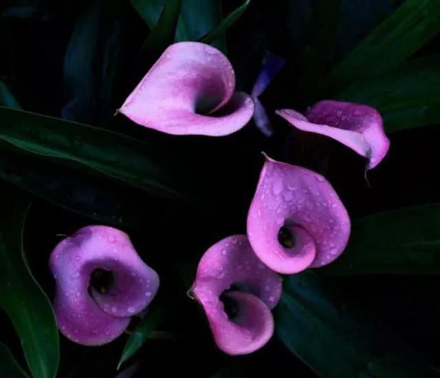 有一种花叫马蹄莲,如何认识马蹄莲