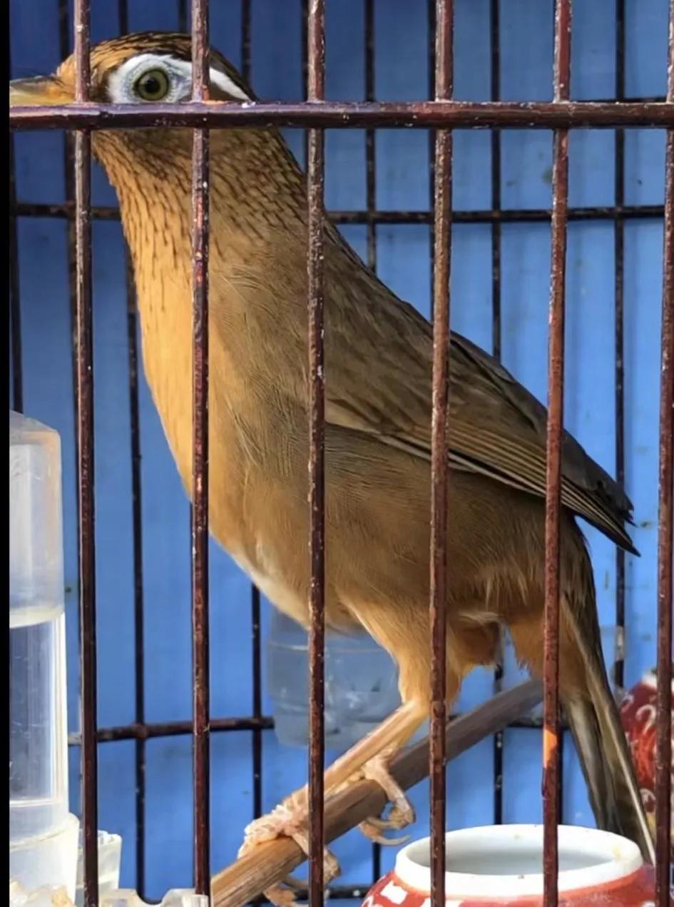 怎么让画眉鸟快速的训练,如何训练画眉鸟