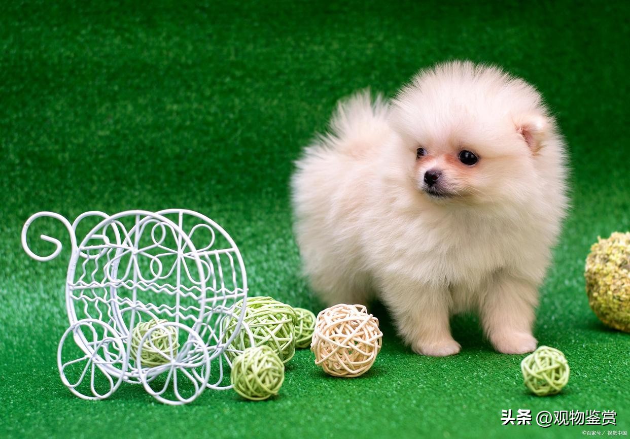 迷你小狗推荐便宜好养,迷你小狗好养活