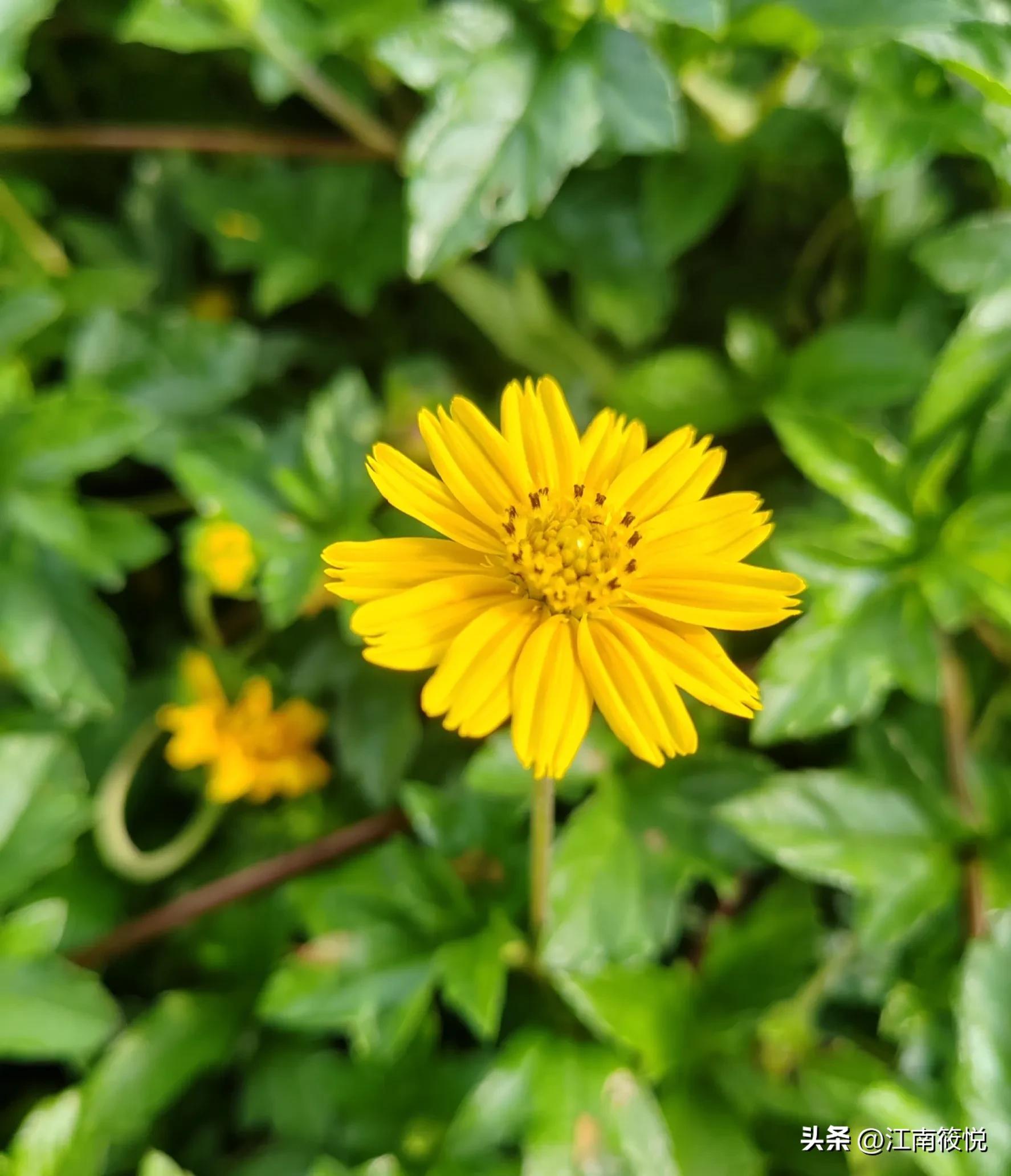 巴马日记（180）～吃蒜居然引发湿疹