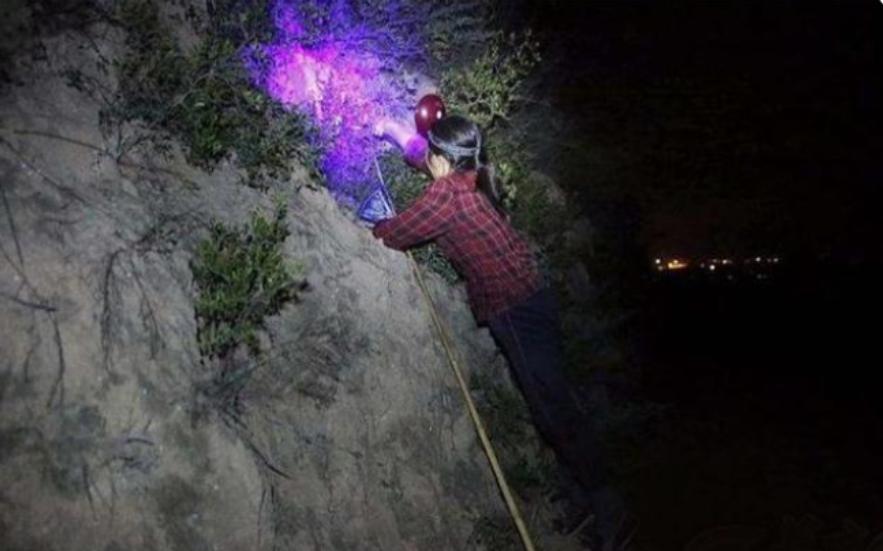 疯狂蝎子,最大蝎子到底有多可怕