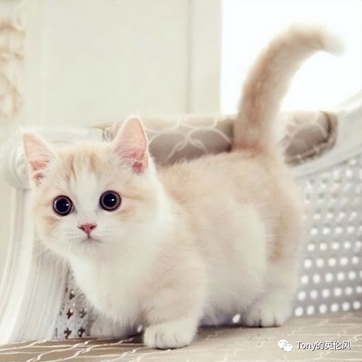 国外养猫攻略,英国短毛猫普通家庭怎么养猫