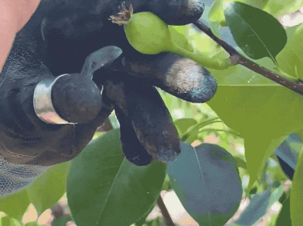 梨子中间只有一处是褐色的,梨子里面有褐色斑点是什么原因