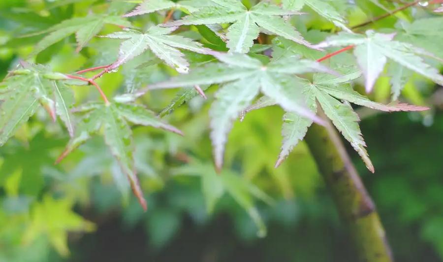 诗词鉴赏落在古诗词里初夏的雨,初夏的雨的古诗词