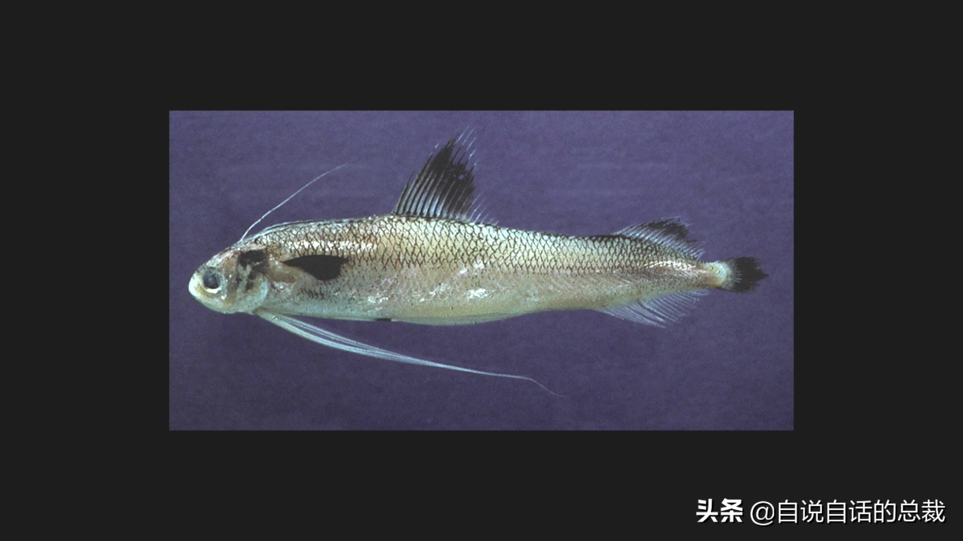 为什么买的鳕鱼段都是粘液,为什么买的鳕鱼那么多水