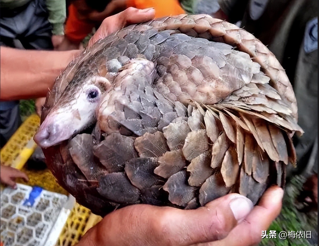 贵州八大名酒是哪八种酒,贵州历届八大名酒排名