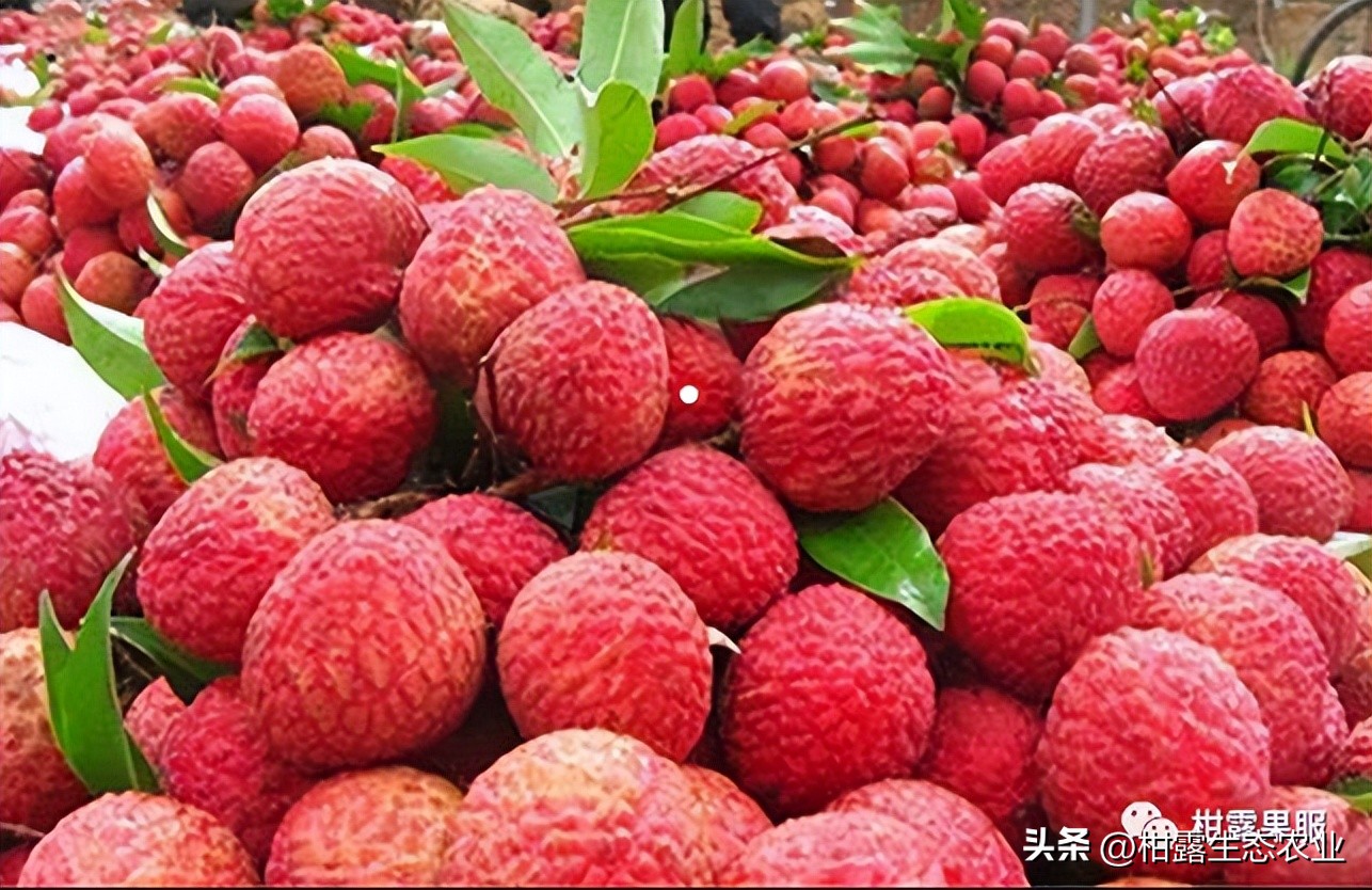 广西中国第一水果产区,广西十大水果产量排名