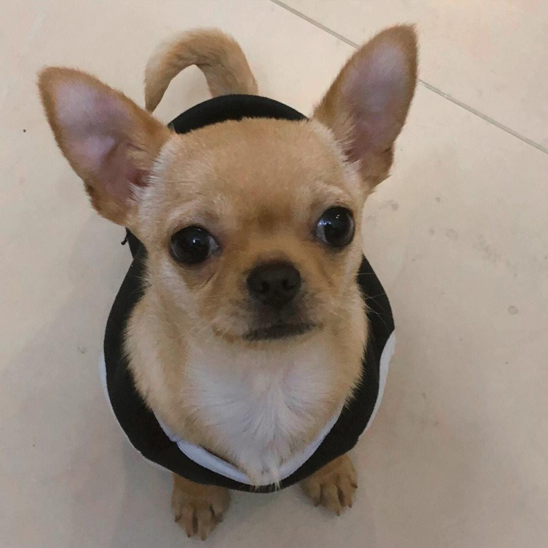 5种宠物店不推荐的狗便宜又好养,这3种狗很可怕有钱都不建议养