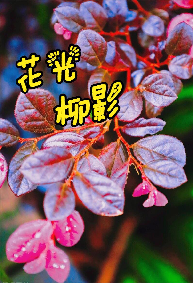 *光春**艳艳，花香淡淡，山水悠悠，喜悦满满，愿岁月浅浅喜静静爱