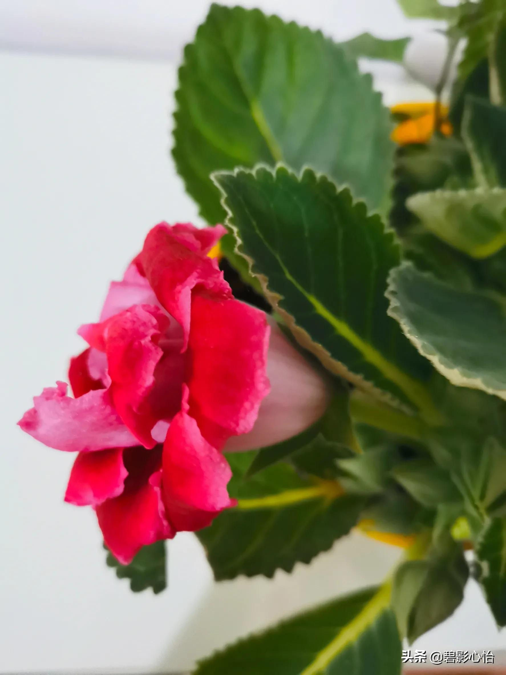 芙蓉花只长叶子不开花是什么原因,芙蓉花开败后怎么处理能再次开花