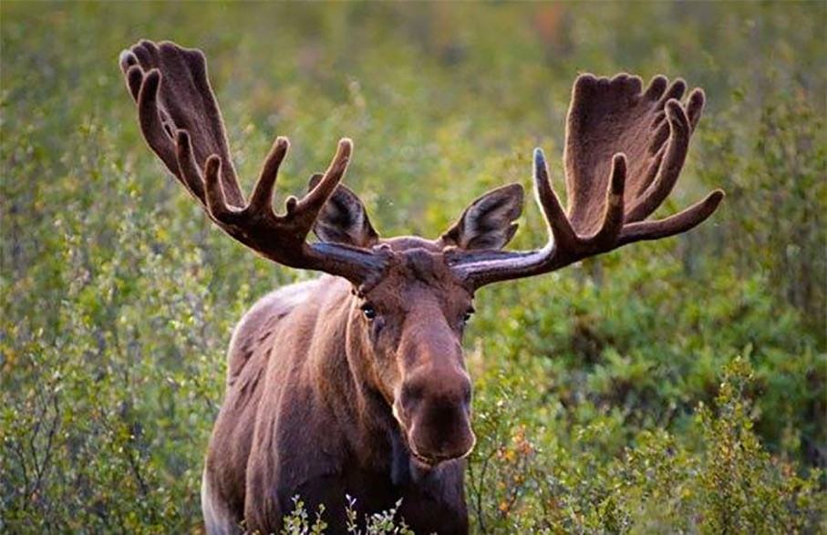 世界上最罕见的麒麟,最稀有的麒麟是谁
