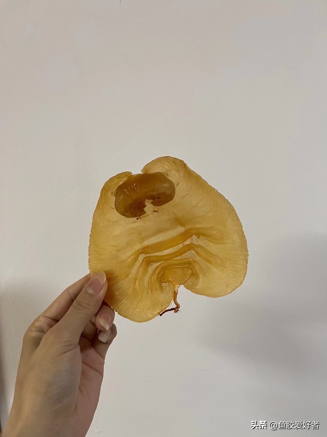 鱼胶长虫的原因,鱼胶长菌了怎么办