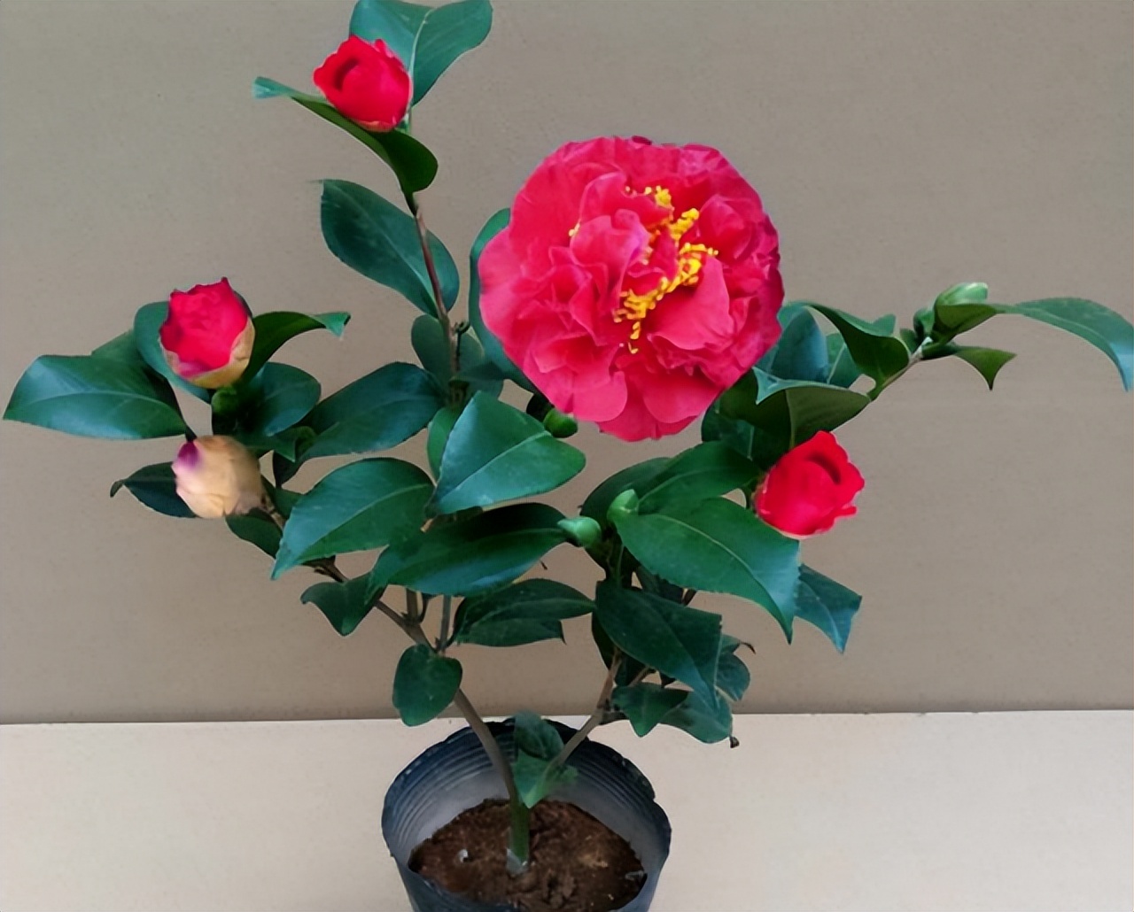 此花艳丽富贵,此花香气扑鼻比绿萝好养