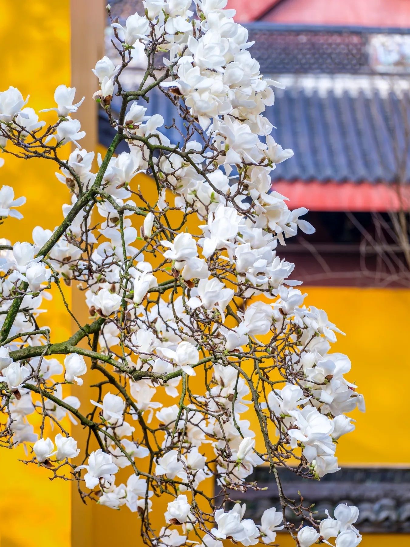 玉兰花壁纸头像,全部姓孙的玉兰花壁纸