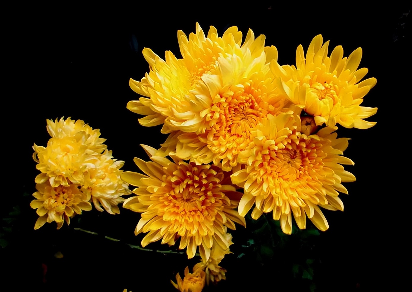 冰红茶和菊花茶的神仙吃法,菊花茶搭配哪种茶好喝一些