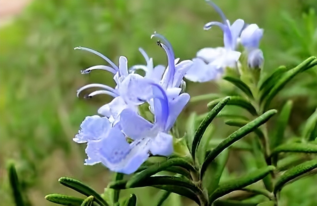 最好养的室内驱蚊植物是什么,适合室内养的驱蚊花卉有哪些品种