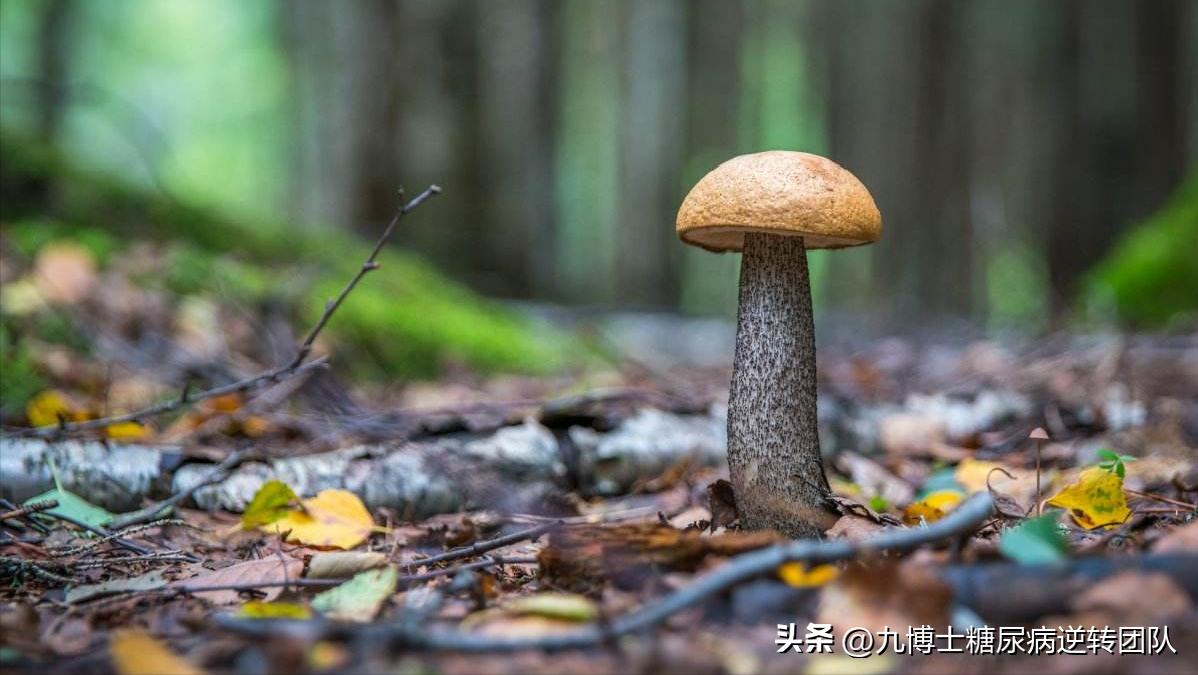 糖尿病人能吃各种菌菇类吗,糖尿病人可以吃菌菇吗